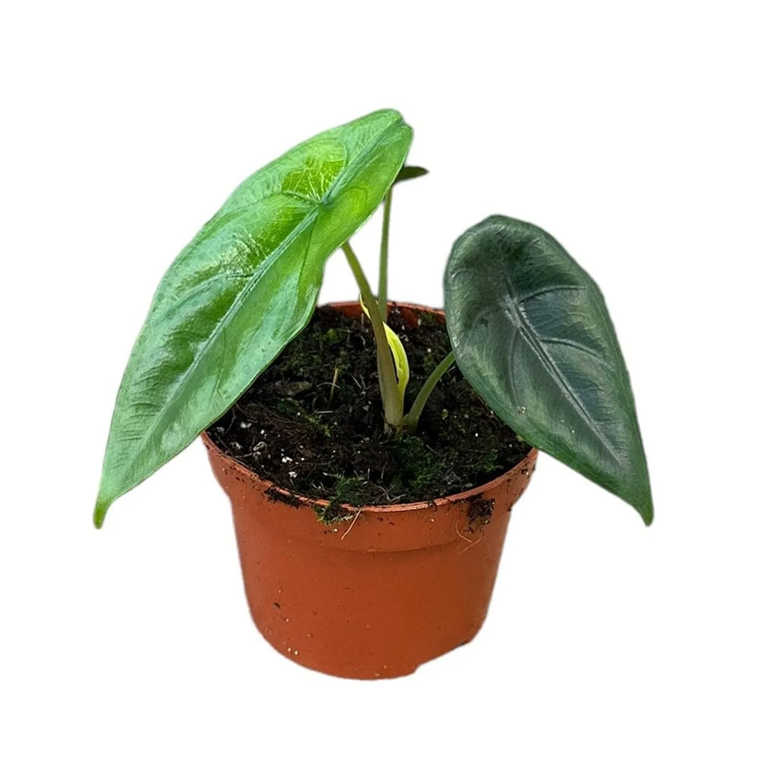 15 cm  Alocasia Venusta House Plant 10,5 cm Pot