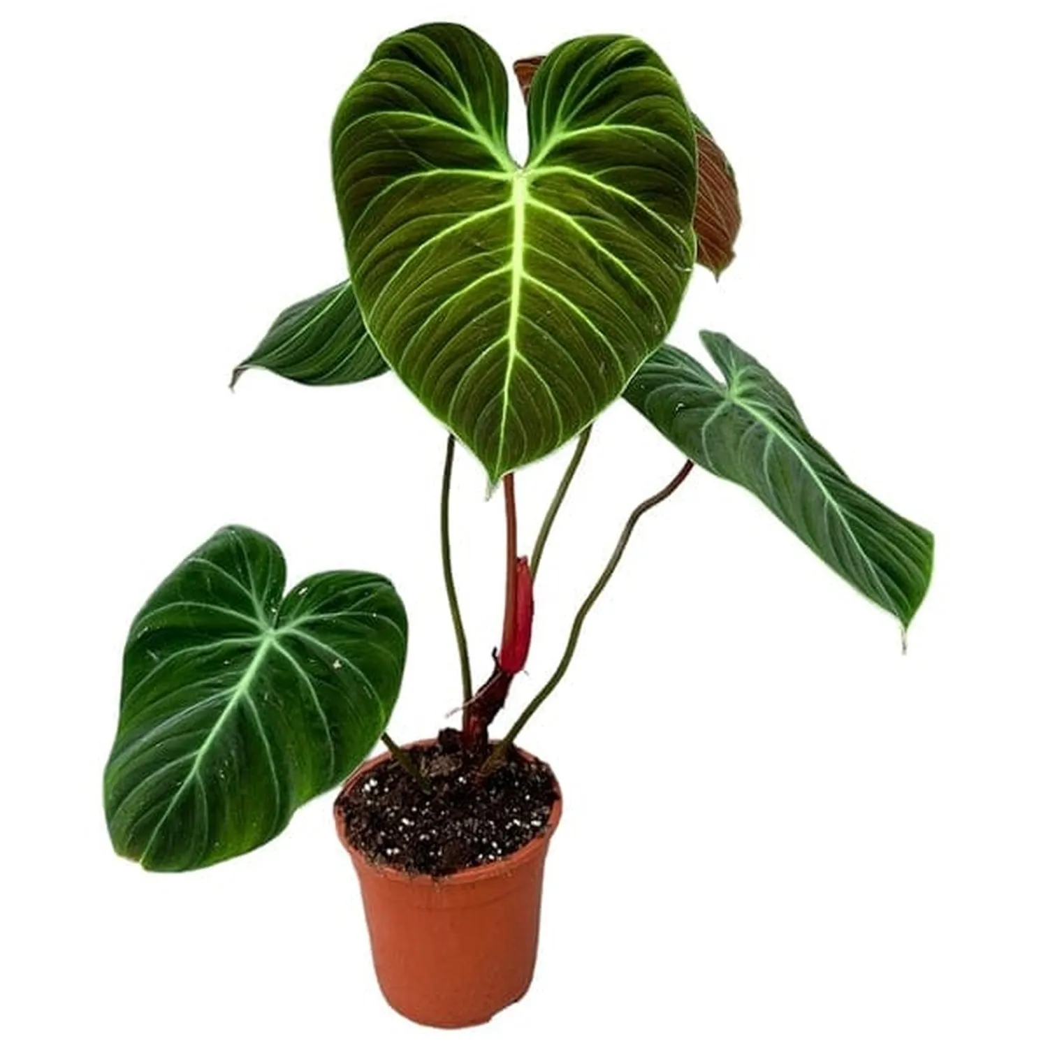 30cm Philodendron El Choco Red House Plant 19 cm Pot