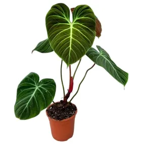 30cm Philodendron El Choco Red House Plant 19 cm Pot