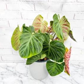 35 - 45cm Philodendron Verrucosum Incensi 14cm Pot House Plant