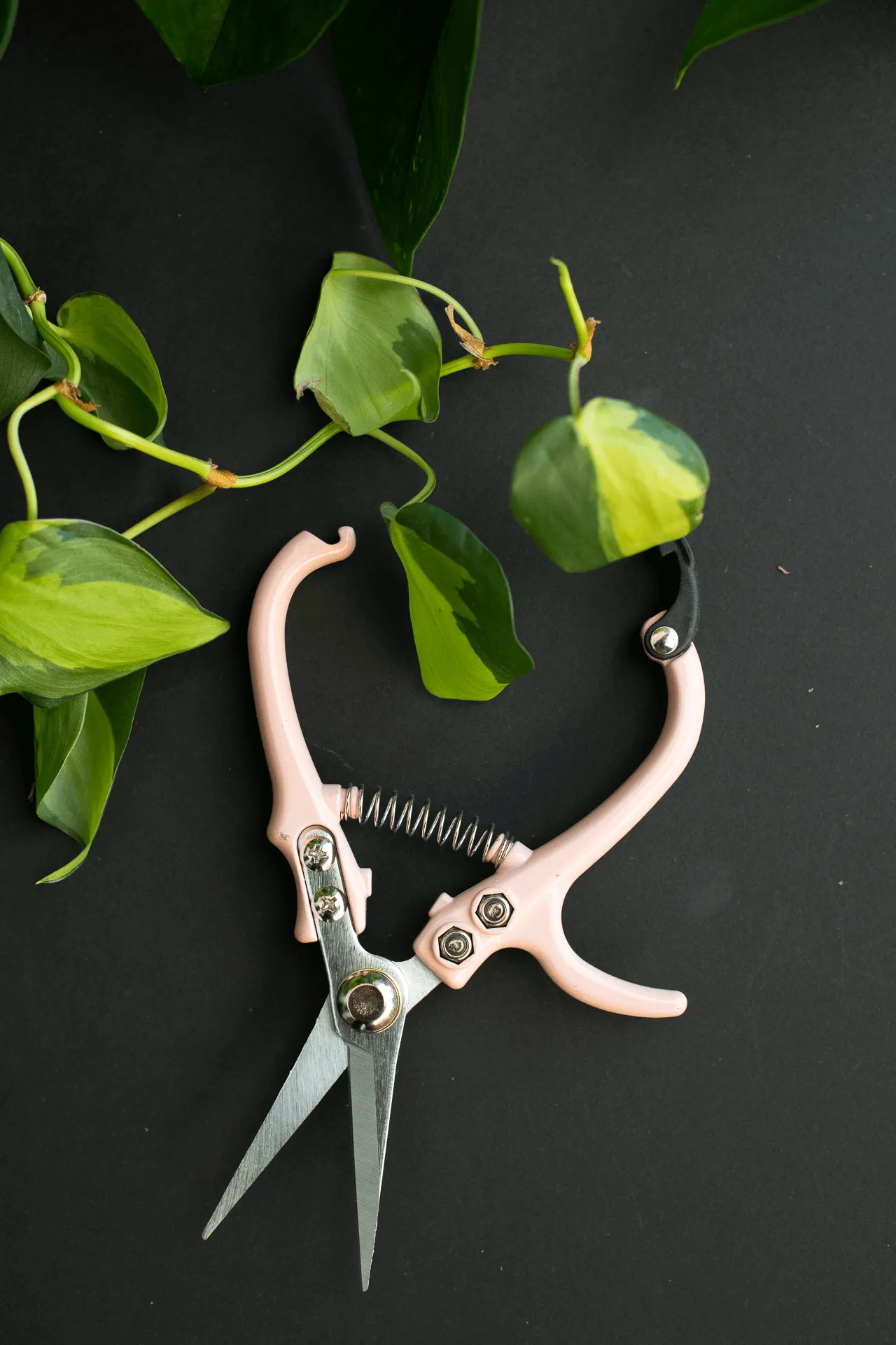 Jungle Club : Pruning Shears