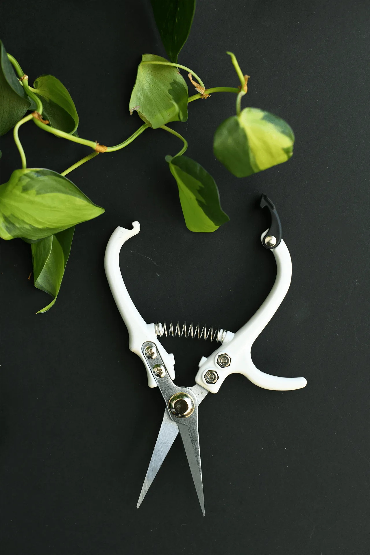 Jungle Club : Pruning Shears