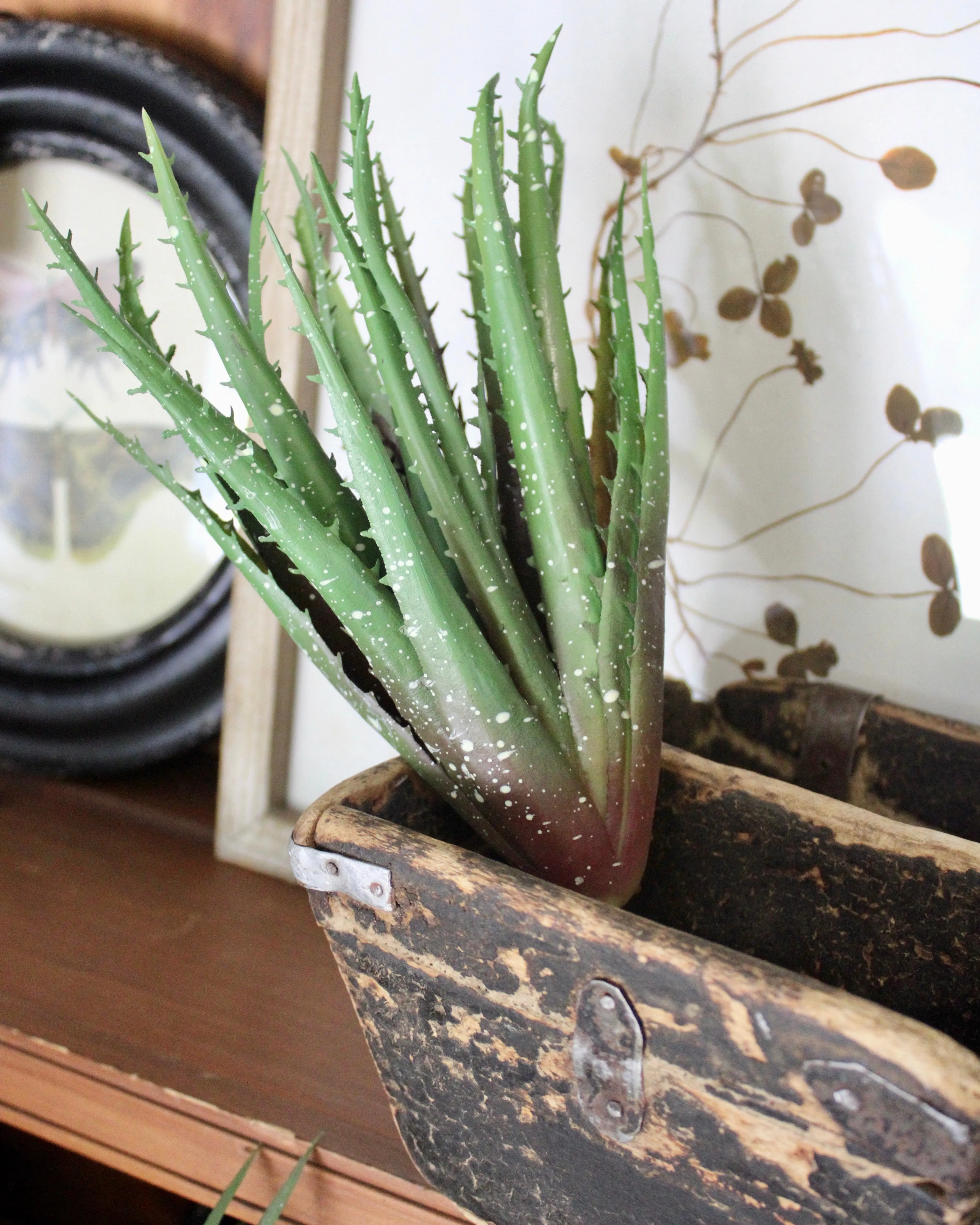 Razor Aloe Succulent