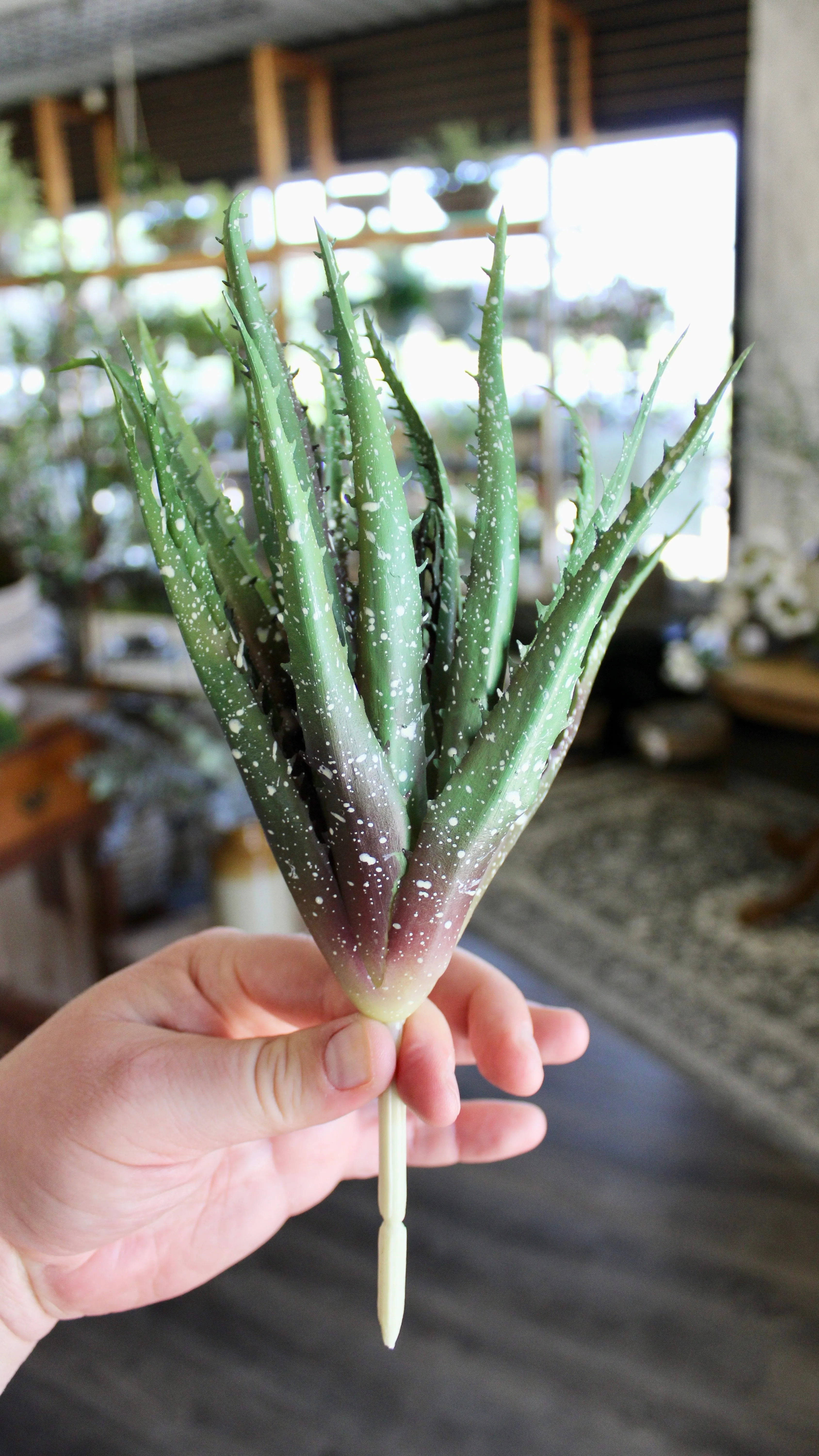 Razor Aloe Succulent