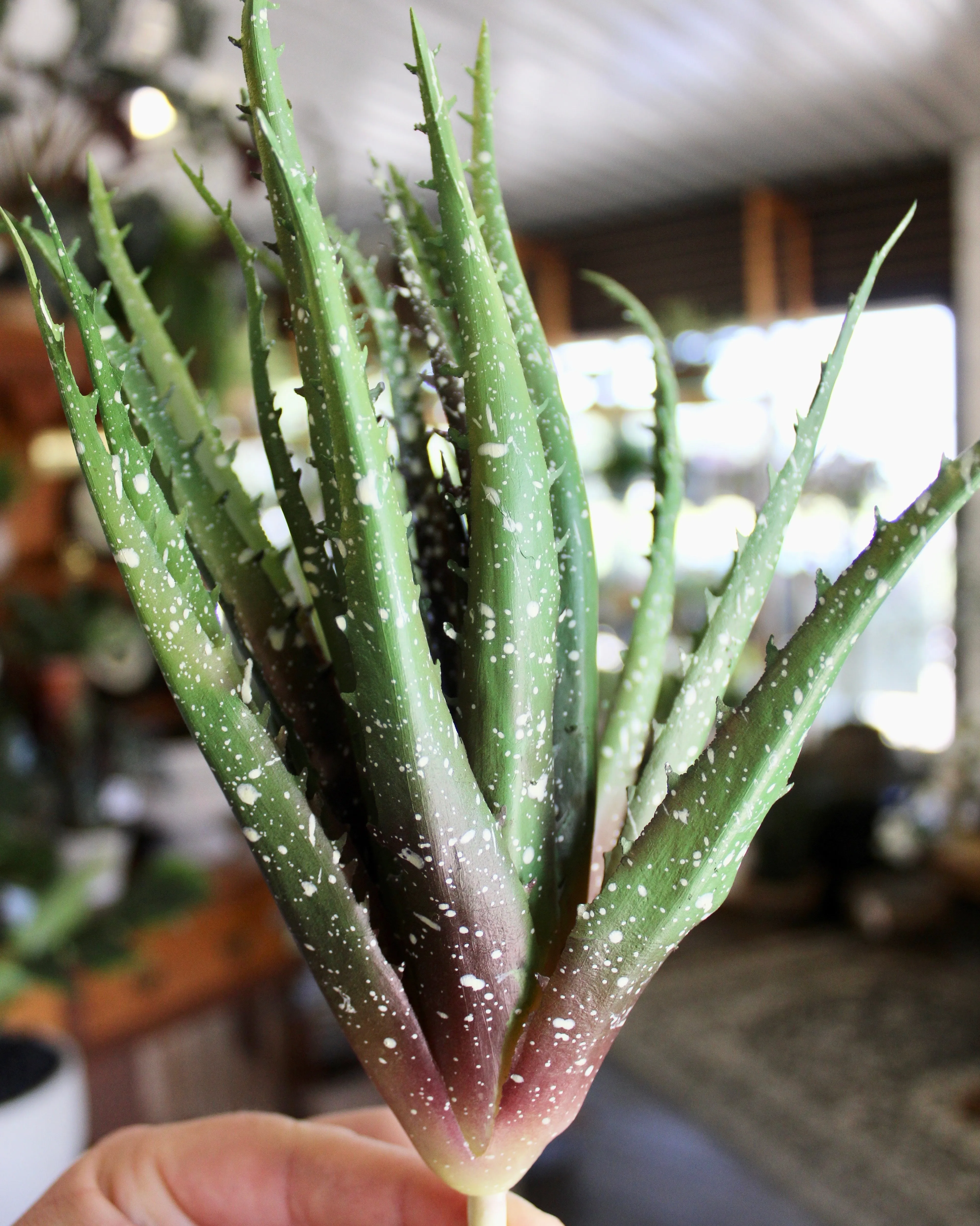 Razor Aloe Succulent