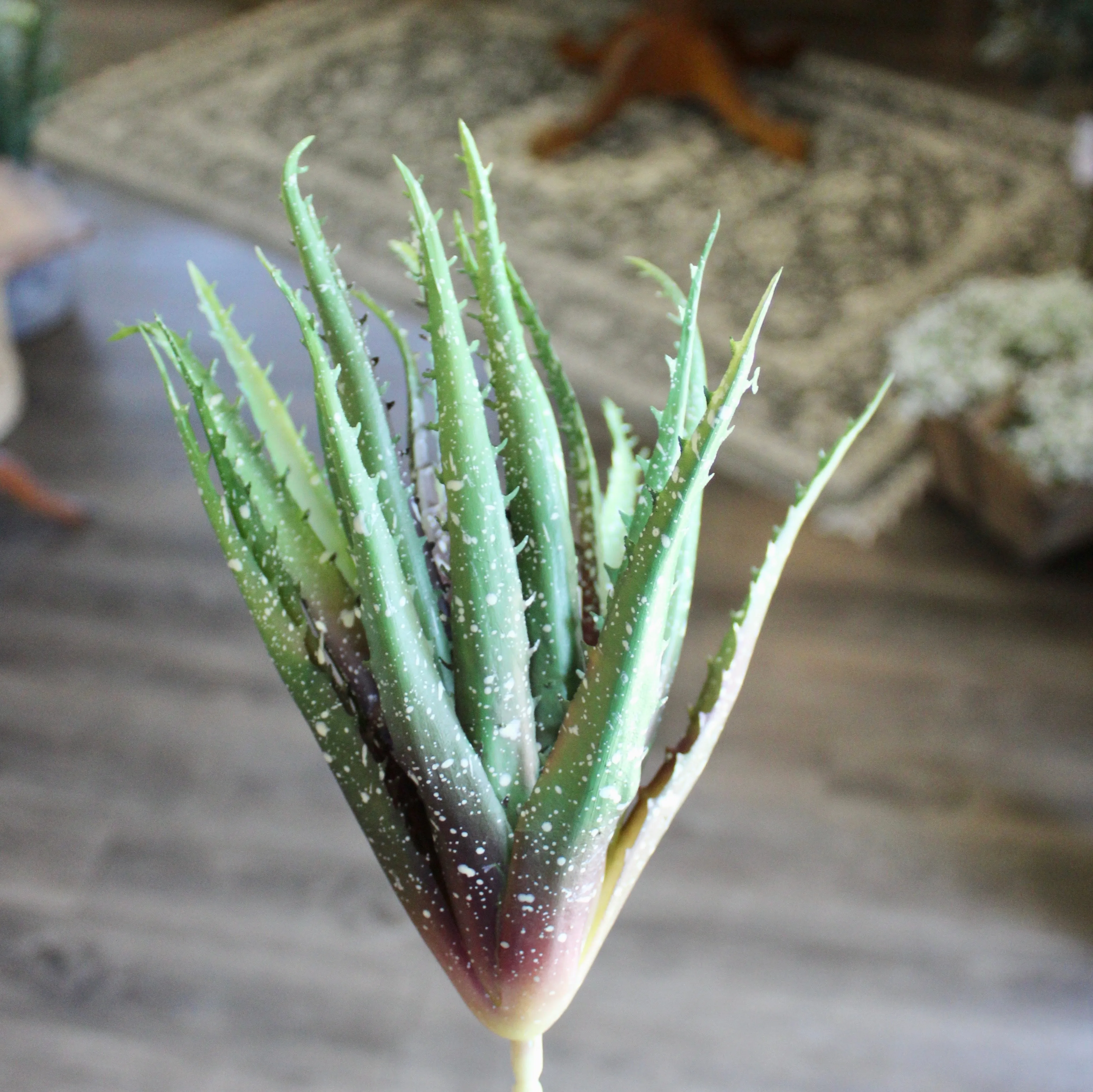 Razor Aloe Succulent