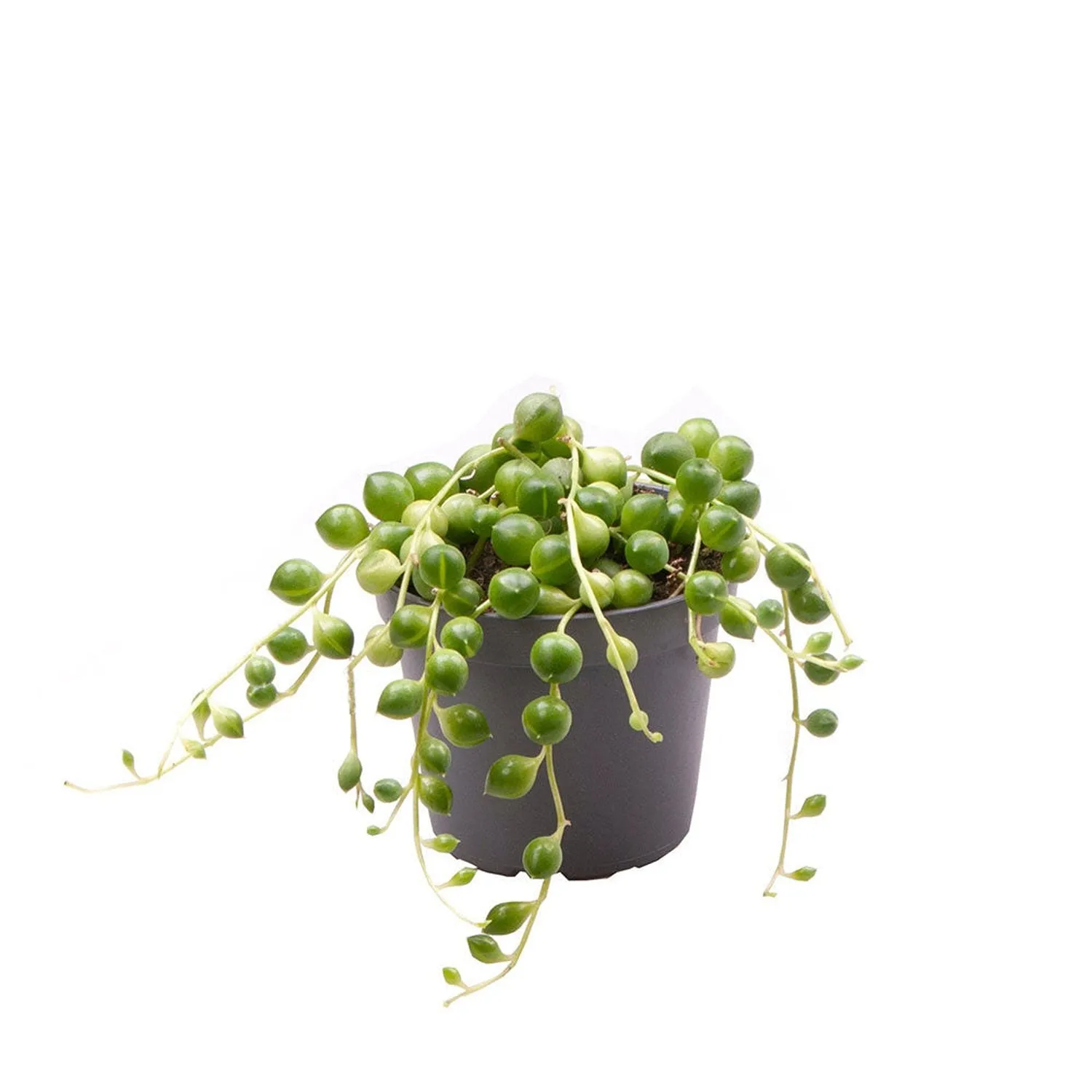 String of Pearls Senecio Herreanus Succulent House Plant 6cm Pot