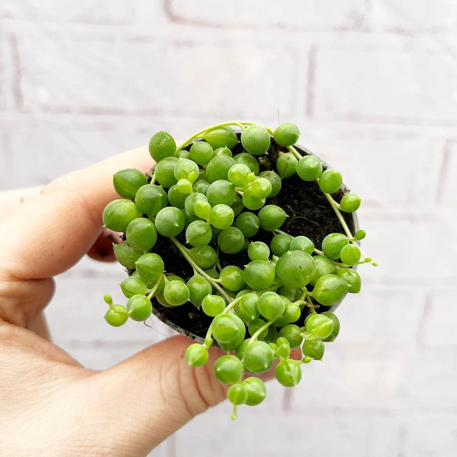 String of Pearls Senecio Herreanus Succulent House Plant 6cm Pot